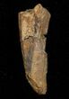 Bargain Partial Tyrannosaur Tooth Chunk #14759-1